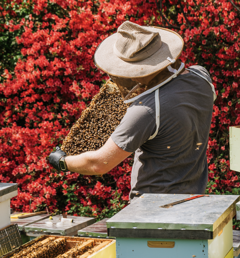 Intro to Beekeeping